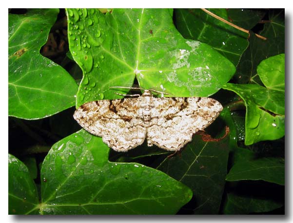 5 lepidotteri dal mio giardino